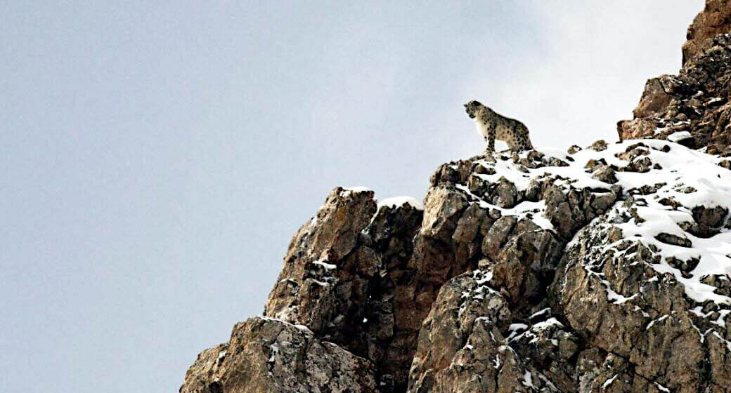 La Panthère des neiges