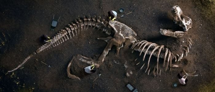 Jurassic Cash