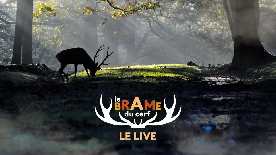 Le Brame du cerf